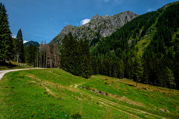 Mountain meadow in the Lagorai range, Trentino, with a dirt path winding through pine forests and rocky slopes under a clear blue sky. Peaceful alpine scenery.