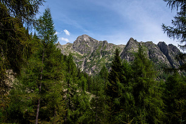 Majestic rocky peaks of the Lagorai mountains in Trentino rising above dense pine forests under a clear summer sky. Untouched alpine wilderness and natural beauty.