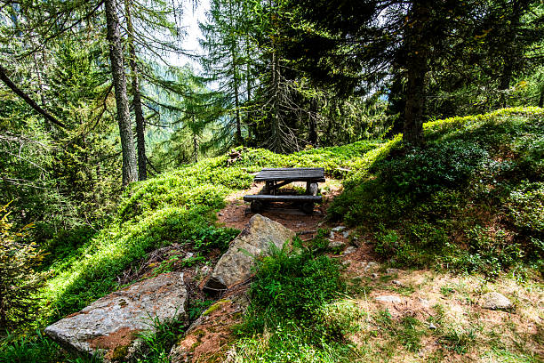 Wooden picnic bench in a lush alpine forest in Lagorai, Trentino. Peaceful resting spot surrounded by pines, moss, and sunlight filtering through the trees.