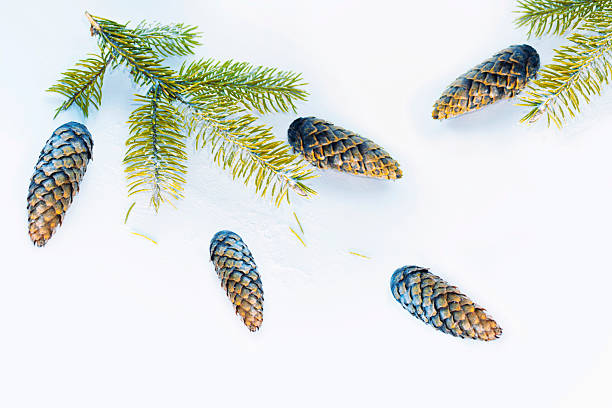 Spruce branches and spruce cones. Winter Christmas card.