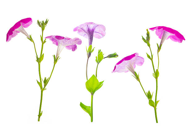 istock beautiful petunia flower isolated on white background. 2244340306