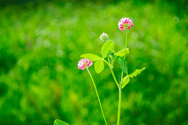 Summer landscape. Blooming clover bushes with sunlight in the background on sunny day