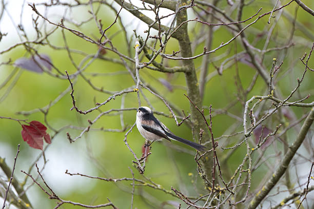 istock Long-tailed tit on a branch, view of long-tailed tit from behind, long-tailed tit on a bare tree, buds on branches, green background and scattered red leaves, Aegithalos caudatus 2244340323