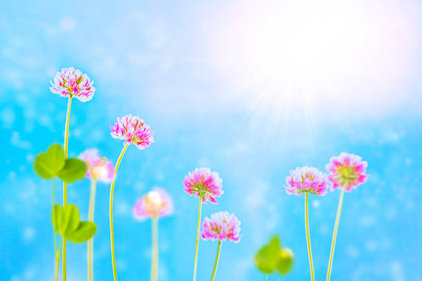 Summer landscape. Blooming clover bushes with sunlight in the background on sunny day