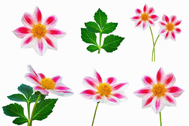Colorful bright flower dahlia isolated on white background. nature