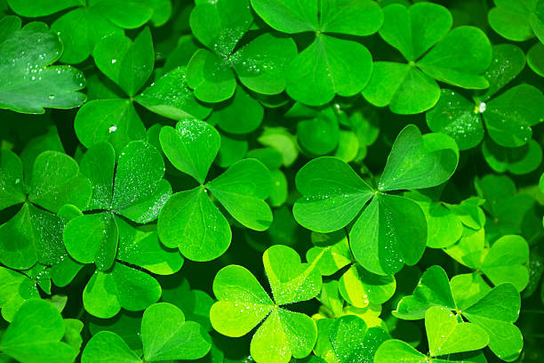 istock Green clover leaves on a background summer landscape. St.Patrick 's Day 2244340426