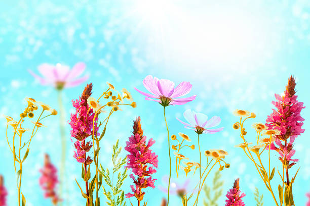Bright wildflowers bloom in the meadow. Nature. summer landscape. Wildflowers outdoors