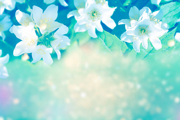 istock White jasmine The branch delicate spring flowers 2244340476
