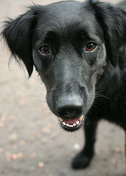 istock Black Dog with Sad Eyes Looking at Camera 2244340885