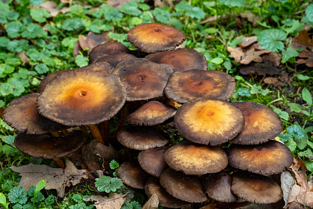 istock Cluster of mushrooms with orange centers growing in a lush forest setting during daytime 2244341065