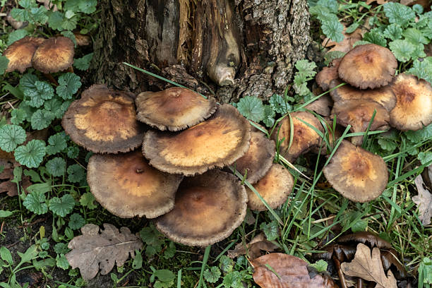 istock Fungi cluster near tree trunk surrounded by green foliage on a cool autumn day 2244341071