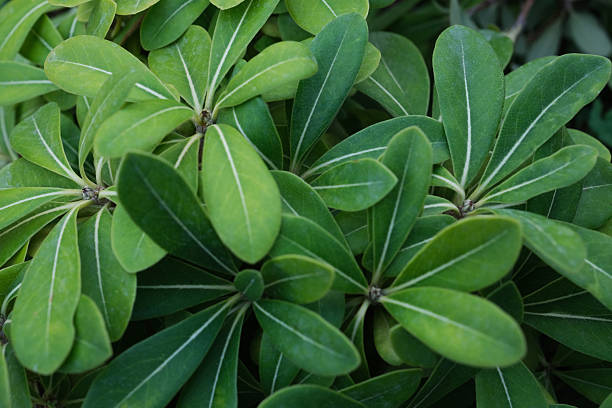 istock Fresh green plant leaves natural background texture 2244341948