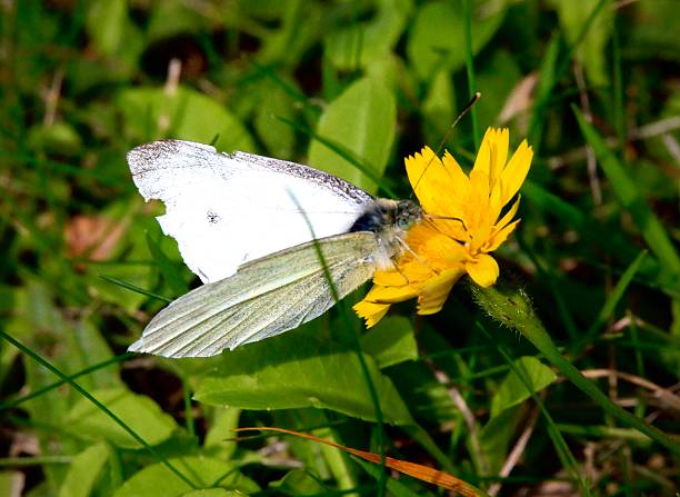 istock butterfly and flowers 2244342534