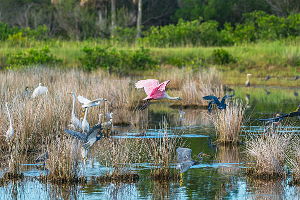 istock Roseate Spoonbill In Flight With Some Other Birds (Platalea ajaja) Florida, USA 2244342799