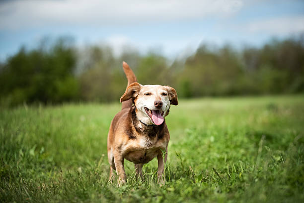 Small brown mixed breed dog  on the meadow during photographing in purpose of adoption