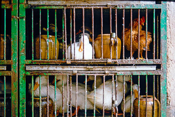 Macau, China -- 1989: live ducks and a chicken at Macau/Macao market in The People's Republic of China