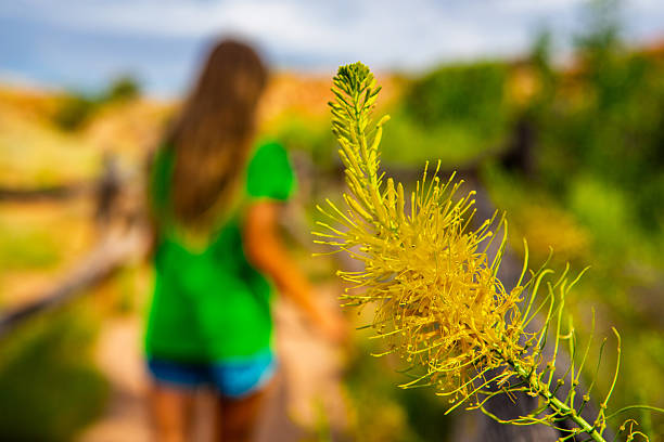A single yellow desert bloom bursts into radiant focus in the foreground, its delicate tendrils glowing in the sunlight. Behind it, softly blurred, a young girl in a green shirt continues her walk down the sandy trail, framed by warmth, color, and motion.This image is an intimate reflection of awareness and growth — a meeting of life and light, where focus transitions from journey to renewal. The desert, once vast and austere, now reveals its gentlest moment. The composition expresses both metaphor and mindfulness: the act of pausing to notice what endures in the in-between.