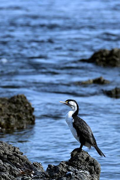 istock Australian pied cormorant on a Black beach 2244344415