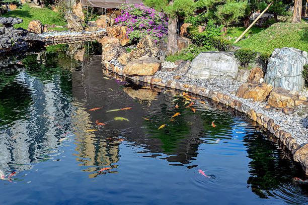 Fishes in the pond