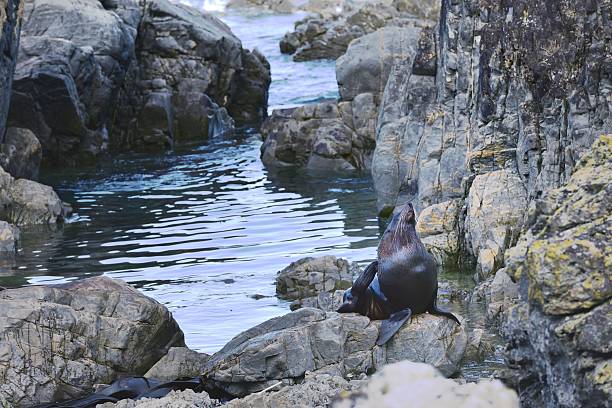 istock Fur Seal enjoying the sunshine 2244344859