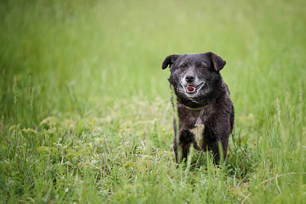 Beautiful mixed breed dog, beagle type, sitting on the meadow during photographing in purpose of adoption