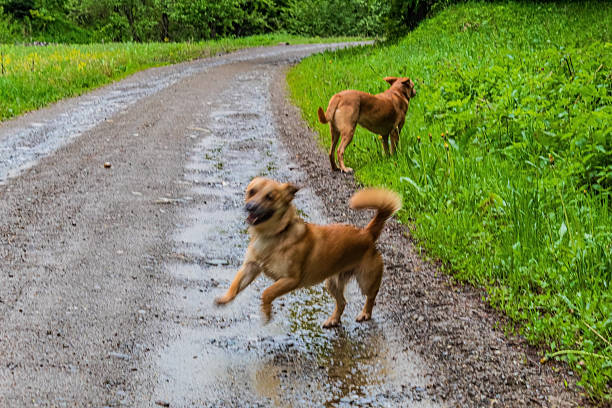 Animals, Nature, Domestic animals - Еurope, Eastern Europe