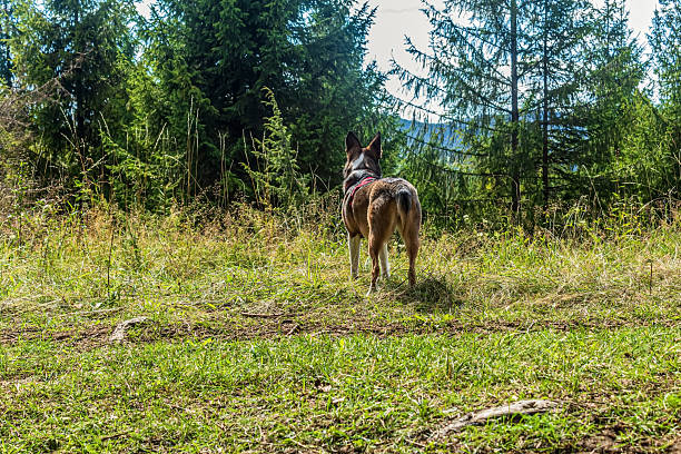 Animals, Nature, Domestic animals - Еurope, Eastern Europe