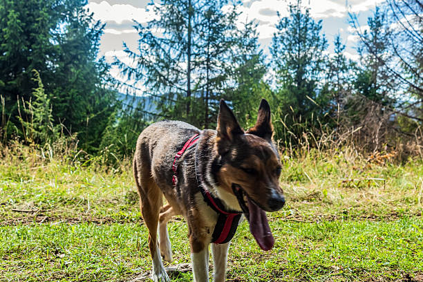 Animals, Nature, Domestic animals - Еurope, Eastern Europe