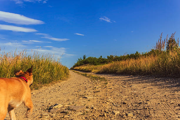 Animals, Nature, Domestic animals - Еurope, Eastern Europe