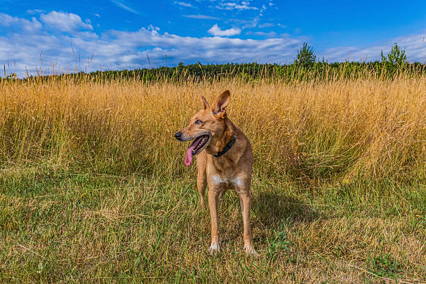 Two dogs are running in a field with a mountain in the background. Scene is playful and energetic