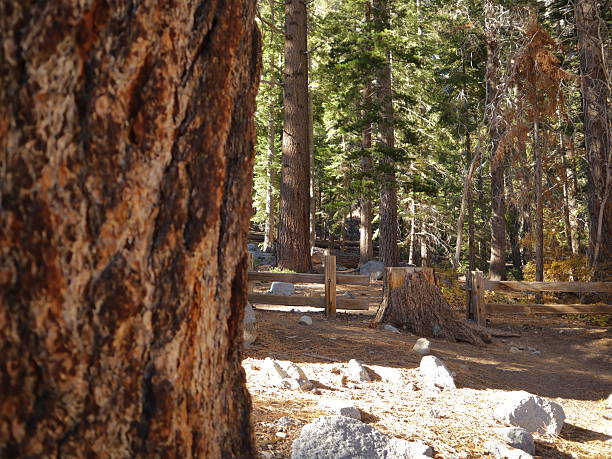 istock Scenery in Yosemite National Park 2244346100