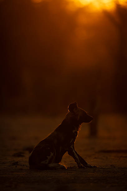istock African wild dog sits backlit at sundown 2244346307
