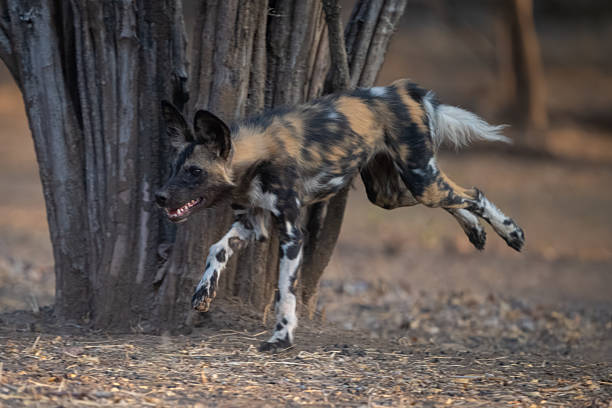 An african wild dog (Lycaon pictus) in Zimbabwe.  The African wild dog (Lycaon pictus), also called the painted dog or Cape hunting dog, is a wild canine which is a native species to sub-Saharan Africa.It is the largest wild canine in Africa