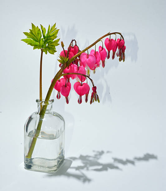 Dicentra or Bleeding Heart Flower in glass jar