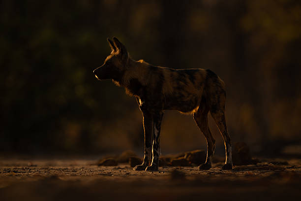 istock African wild dog stands backlit at sunset 2244347131