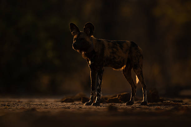 istock African wild dog stands backlit in clearing 2244347154