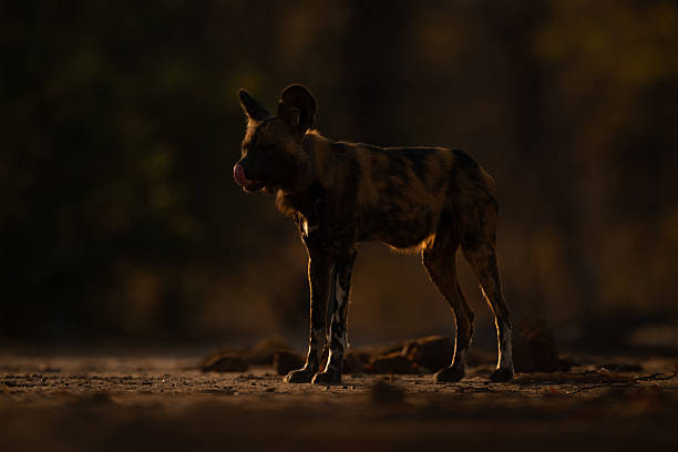istock African wild dog stands backlit licking nose 2244347155