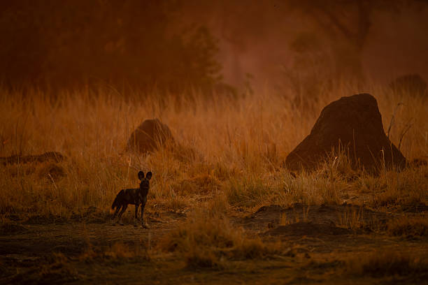 istock African wild dog stands near termite mound 2244347196