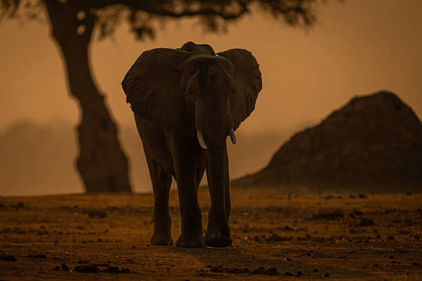 istock Backlit African bush elephant walks towards camera 2244347531