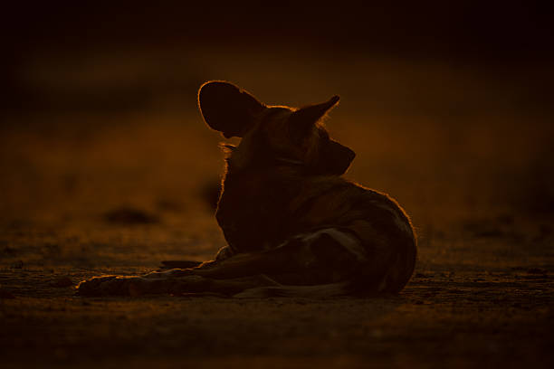 istock Backlit African wild dog lies looking away 2244347537