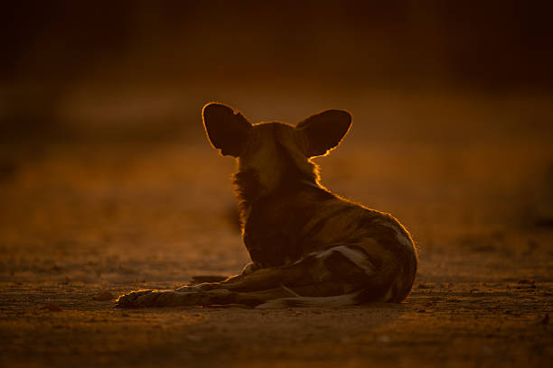 istock Backlit African wild dog lies facing away 2244347539