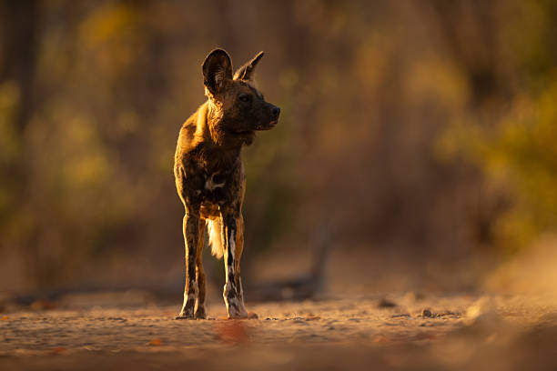 istock Backlit African wild dog standing turning head 2244347544