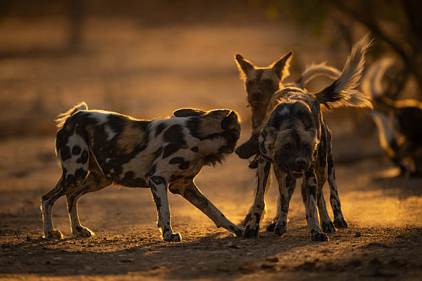 istock Backlit African wild dogs stand play fighting 2244347556