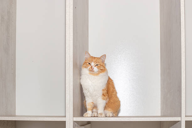 A fluffy ginger-and-white cat sits calmly on a shelf of a minimalist bookcase, looking straight into the camera.