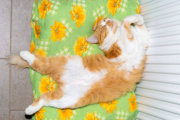 A fluffy ginger-and-white cat stretches out comfortably, fast asleep on a patterned green pillow.