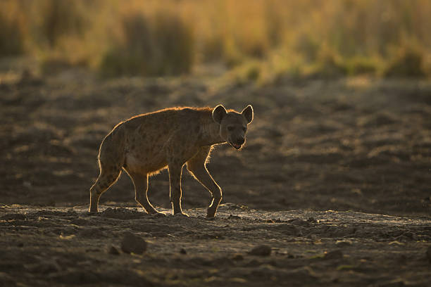 istock Backlit spotted hyena walks across dry pan 2244347583