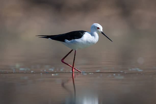 istock Black-winged stilt crosses still pool in sunshine 2244347867
