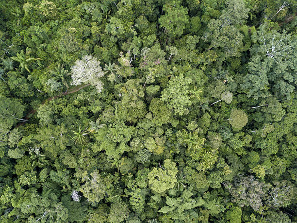 istock Amazon rainforest trees amazing aerial view in summer sunlight. Amazonas, Brazil. Concept of climate, nature, environment, ecology, conservation, ecosystem, biodiversity, esg, sustainability, forest. 2244347875