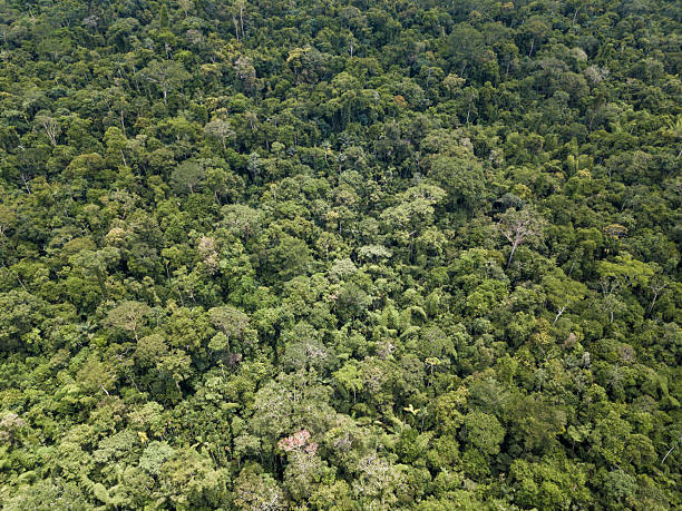 istock Amazon rainforest trees amazing aerial view in summer sunlight. Amazonas, Brazil. Concept of climate, nature, environment, ecology, conservation, ecosystem, biodiversity, esg, sustainability, forest. 2244347898