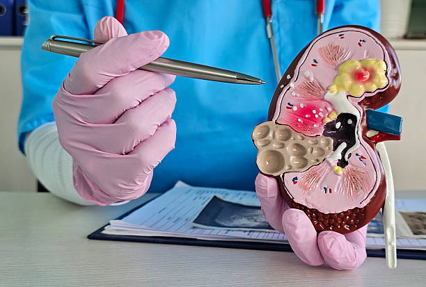 istock Medical professional explaining kidney model in clinical setting 2244348437